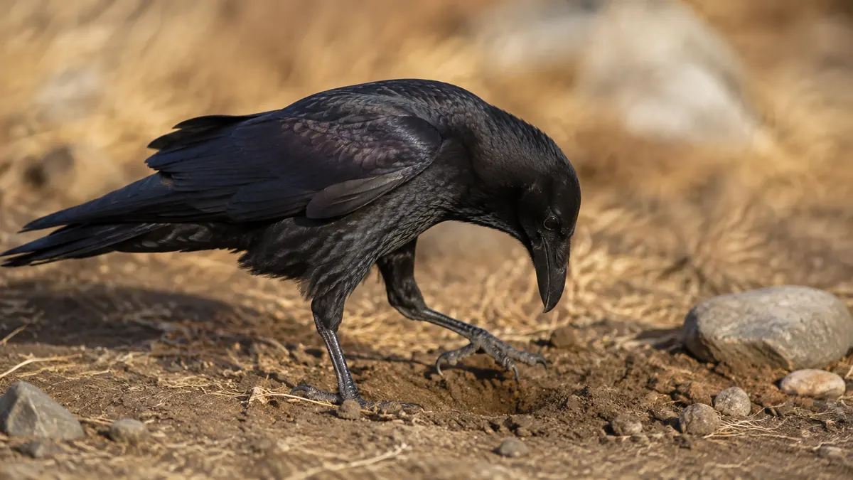 A black raven scratching bare soil with its claw